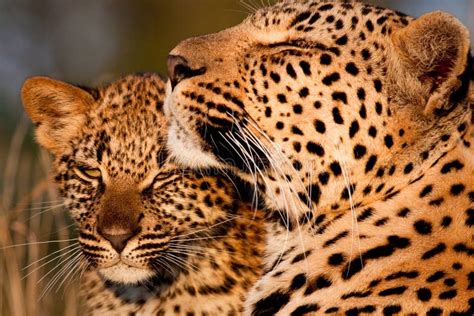 Leopard Family stock image. Image of panthera, baby, park - 57297511