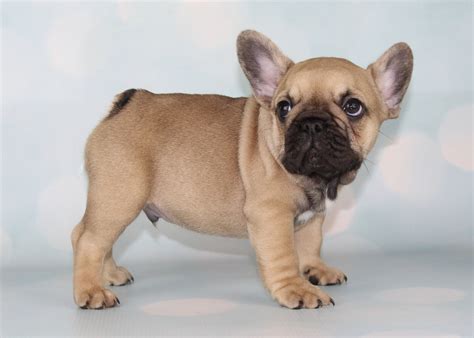 Incredible Blue Fawn French Bulldog Puppies Ideas - Docare