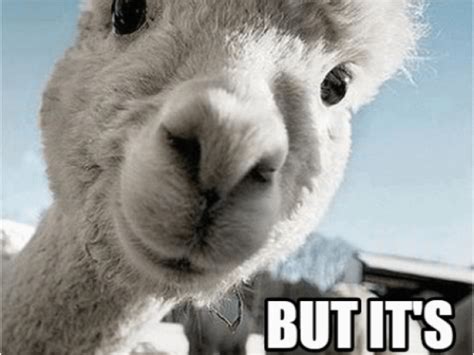 Alpaca Birthday Meme 25 Best Memes About Happy Alpaca Happy Alpaca Memes | BirthdayBuzz