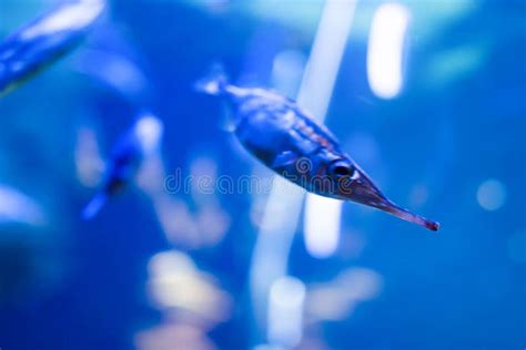 Blurry Photo Ofa Needle Nose Fish in a Sea Aquarium Stock Image - Image of northern, lucius ...