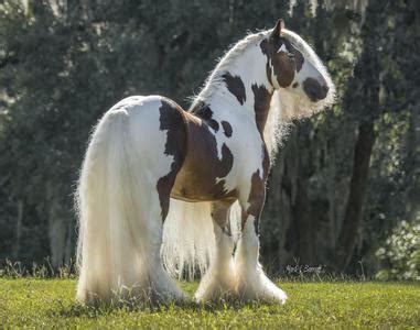 Gypsy Vanners - The Breed That Gleams In The Sun - saddleupcolorado