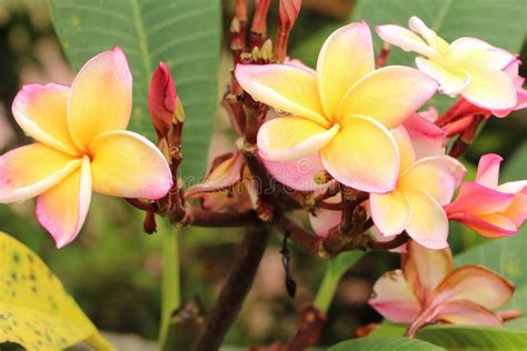 Thai temple Flower stock photo. Image of green, natural - 46114086