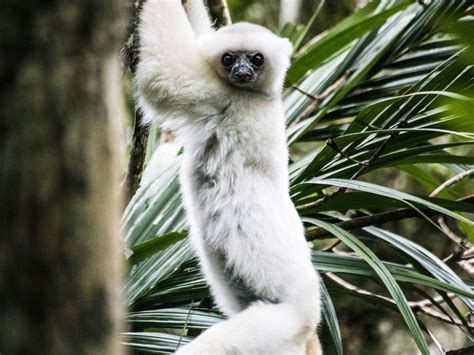 Silky Sifaka Lemur | Smithsonian Photo Contest | Smithsonian Magazine