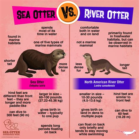 Difference Between Sea And River