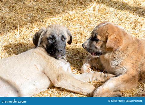 Mastin puppy stock photo. Image of care, farms, breed - 138397108