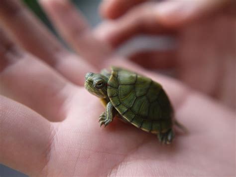 Baby Turtle by geek96boolean10 | Baby turtles, Baby sea turtles, Turtle