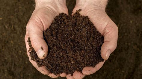 12 Best Composts for Garden – Enrich Your Soil!