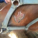 Equine Pythiosis: An Overview | Today's Veterinary Nurse