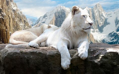 Sexy Wallpaper: Beautiful Female White Lion Resting On A Rock