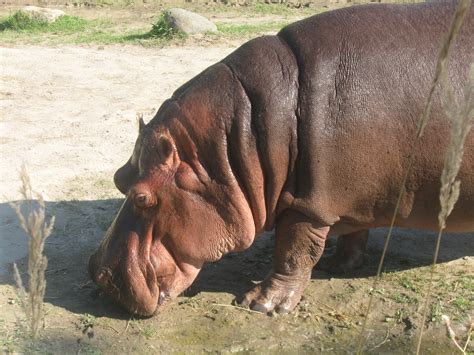 Free Images : grass, wildlife, zoo, horn, fauna, rhinoceros, snout, animals, hippopotamus, hippo ...