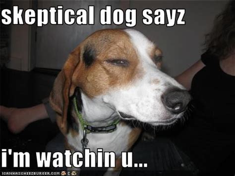 Skeptical dog is skeptical Skeptical Dogs, Funny Dog Pictures, Good ...