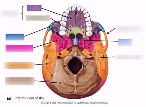 Facial Bones (Viscerocranium) - Inferior View Diagram | Quizlet