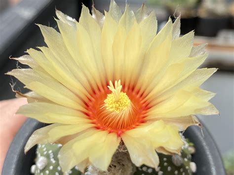 The flower of Astrophytum asterias : r/BotanicalPorn