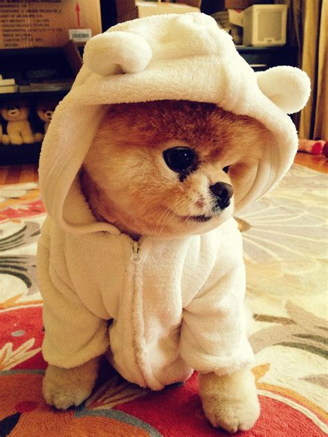 THE cutest dog in the world, Boo rocking an adorable hoodie, complete with ears #aah #animal # ...