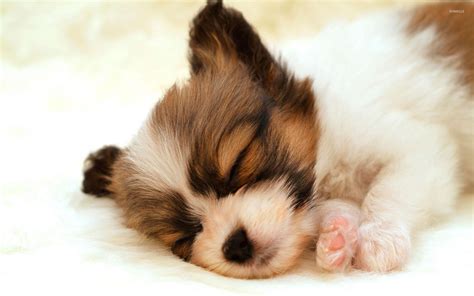 Cute Puppy Backgrounds For Computer ~ Cute Puppy Desktop Wallpapers Wallpaper Mac | Efferisect