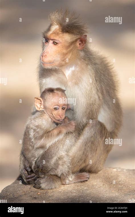 mother and baby monkey hugging Stock Photo - Alamy