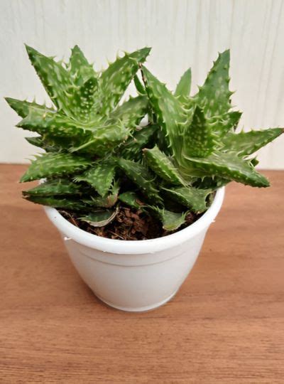 Aloe Juvenna Plant – Aamees