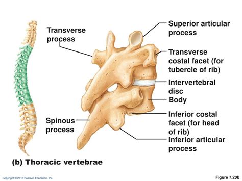 PPT - The Vertebral Column PowerPoint Presentation, free download - ID ...