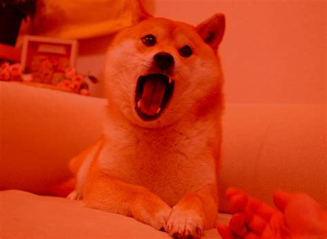 woah | Doge | Know Your Meme