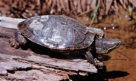 Terrapin | Freshwater, Marsh, Aquatic | Britannica