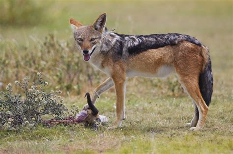 Black Backed Jackal Facts, Habitat, Diet, Life Cycle, Baby, Pictures