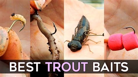 Best Bait For Trout In June at Scott Stevenson blog