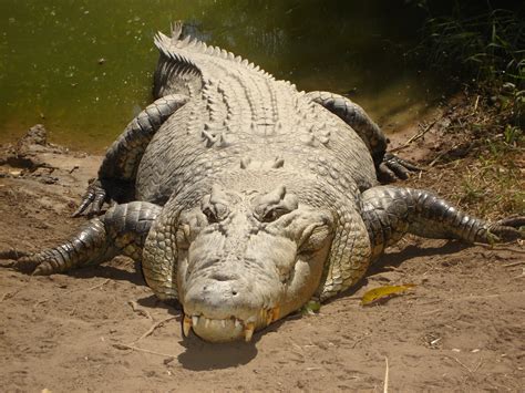 File:Saltwater crocodile.jpg - Wikimedia Commons