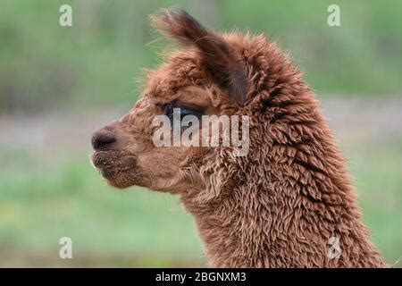 Alpaca Noah's Ark Zoo Farm, Bristol Stock Photo - Alamy