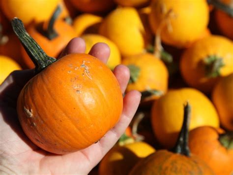 Pick Of The Patch: Where To Find A Pumpkin Near Long Beach | Long Beach, NY Patch