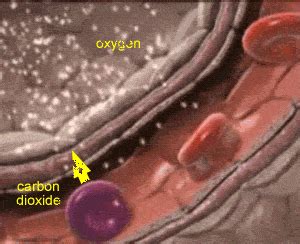 pulmonary ventilation respiratory system