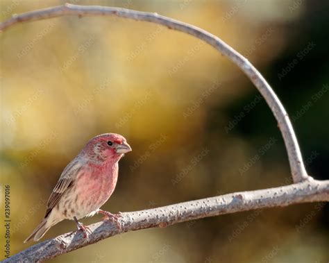 House Finch Stock Photo | Adobe Stock