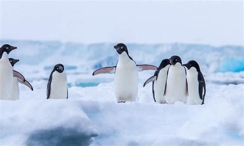 Penguin | Species | WWF