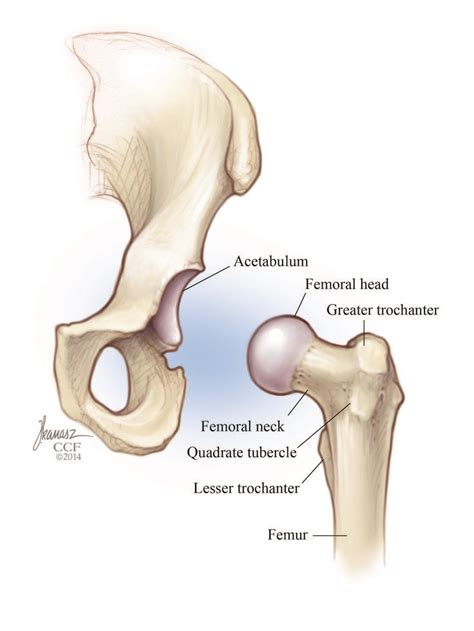 Hip Dysplasia: Symptoms, Causes, Treatments, Tests & Recovery | Hip dysplasia, Hip dislocation ...