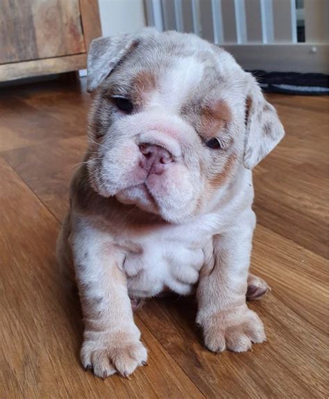 Great English Bulldog For Sale Los Angeles Learn more here | bulldogs