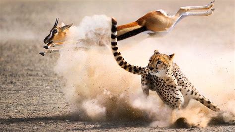 Captivating Footage of a Cheetah Riding an Antelope in a High-Speed Chase for Survival – Way Daily