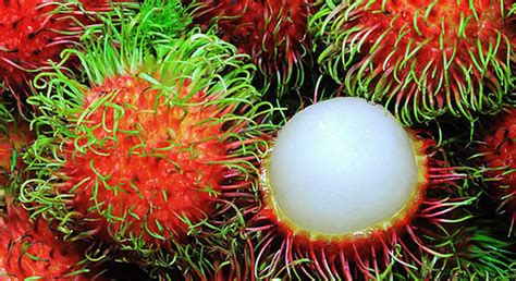 El rambután exótico y delicioso | Secretaría de Agricultura, Ganadería, Desarrollo Rural, Pesca ...