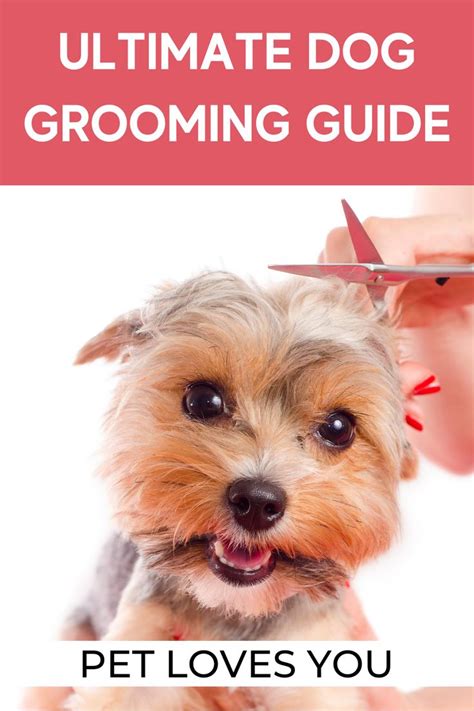 Dog Grooming Tips at Home - All-Breed Dog Grooming | Dog grooming, Dog ...