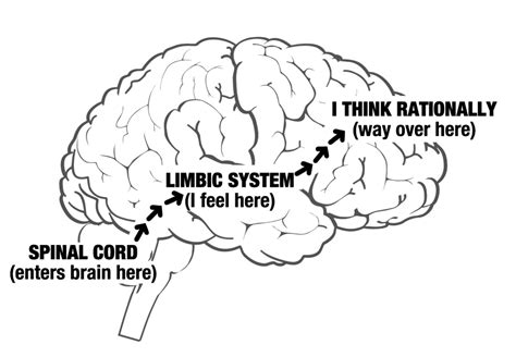 emotion - Is it scientifically backed that sensory signals always go through limbic/emotional ...