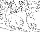 Realistic Animal Coloring Pages  Free Printable Animals sketch template