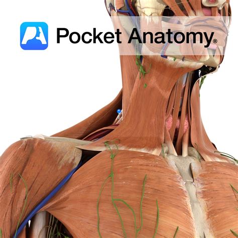 Levator scapulae - Pocket Anatomy