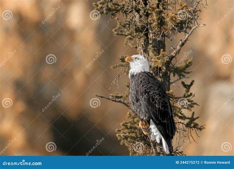 Bald Eagle at Sunset stock photo. Image of sunset, river - 244275272