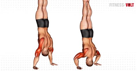 Handstand Push-Up Exercise Guide and Videos – Fitness Volt