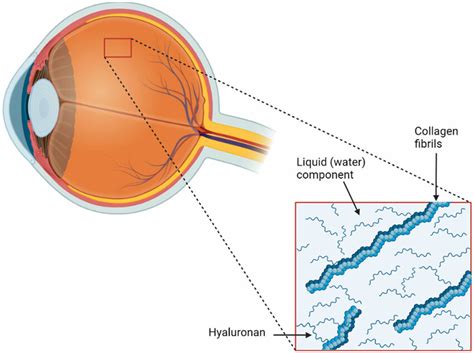 Schematic showing the key components of the vitreous humour. | Download ...