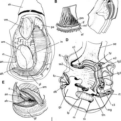 Crassostrea gigas shell and anatomy: (A) external view, right valve;... | Download Scientific ...