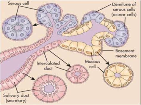 Salivary gland histology