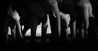 A Memory of Elephants | Elephants are my favorite animals! I… | Flickr