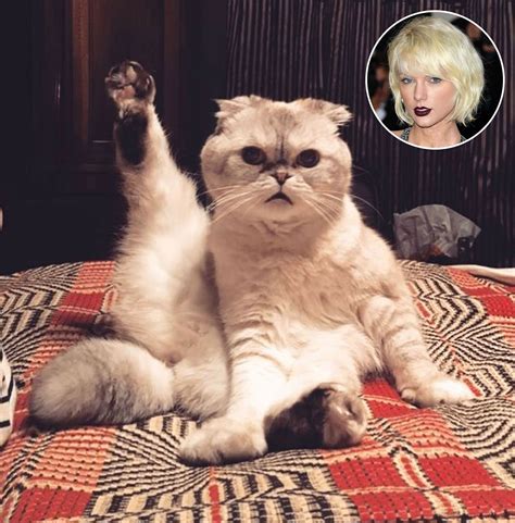 Taylor Swift's Cat Olivia Is Adorably Preparing for Her Tour