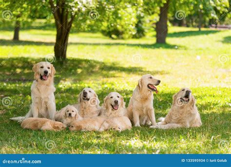 Large Purebred Canine Family Stock Photo - Image of domestic, friend: 133595934