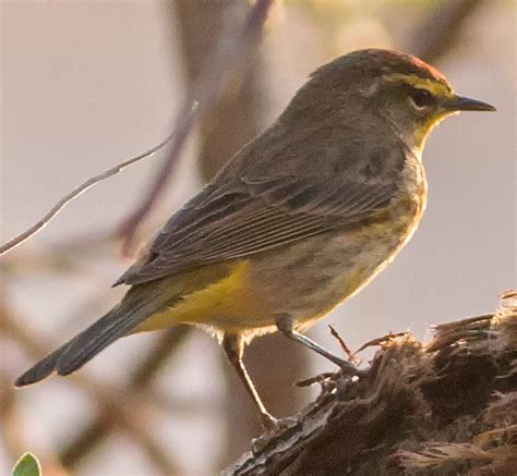 Utah Bird Records Committee - Sighting Record