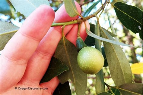 Unique Oregon Myrtlewood - From Pest Control To Currency - Oregon Discovery